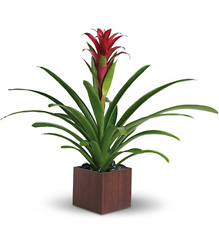 Teleflora's Bromeliad Beauty from Boulevard Florist Wholesale Market